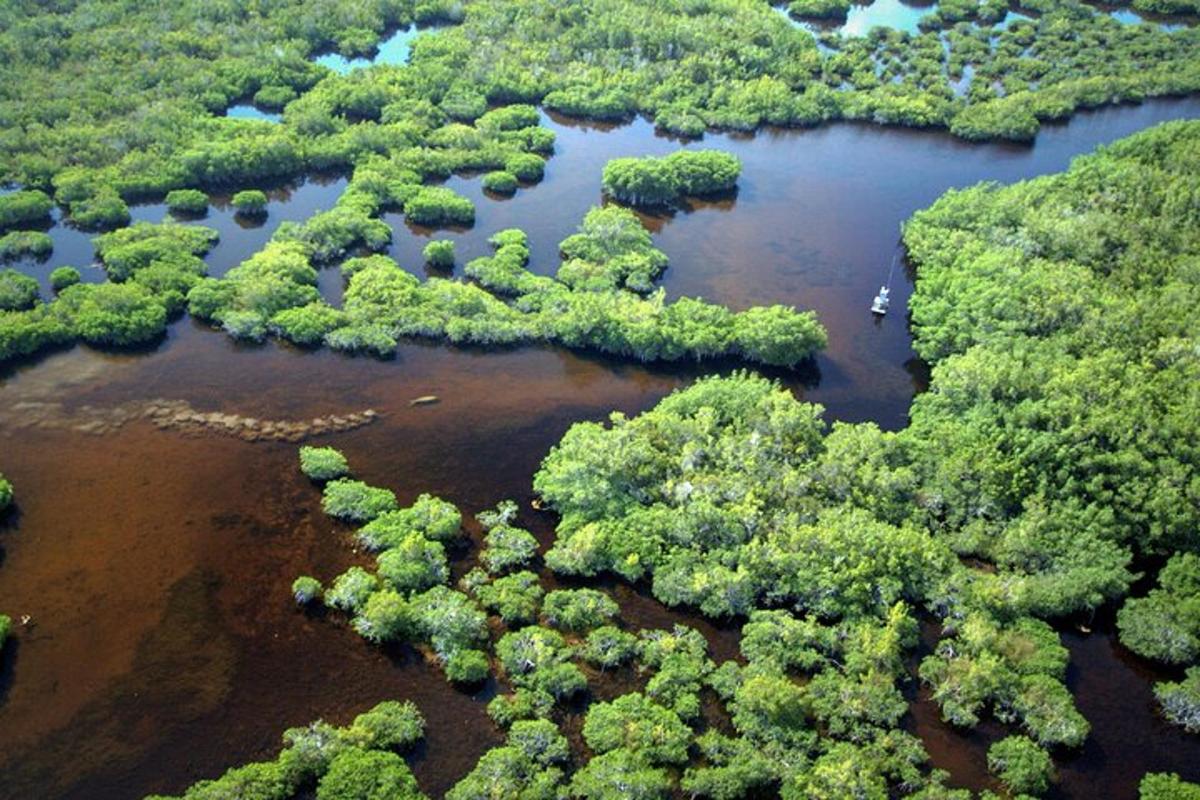 an aerial view of a river in a forest