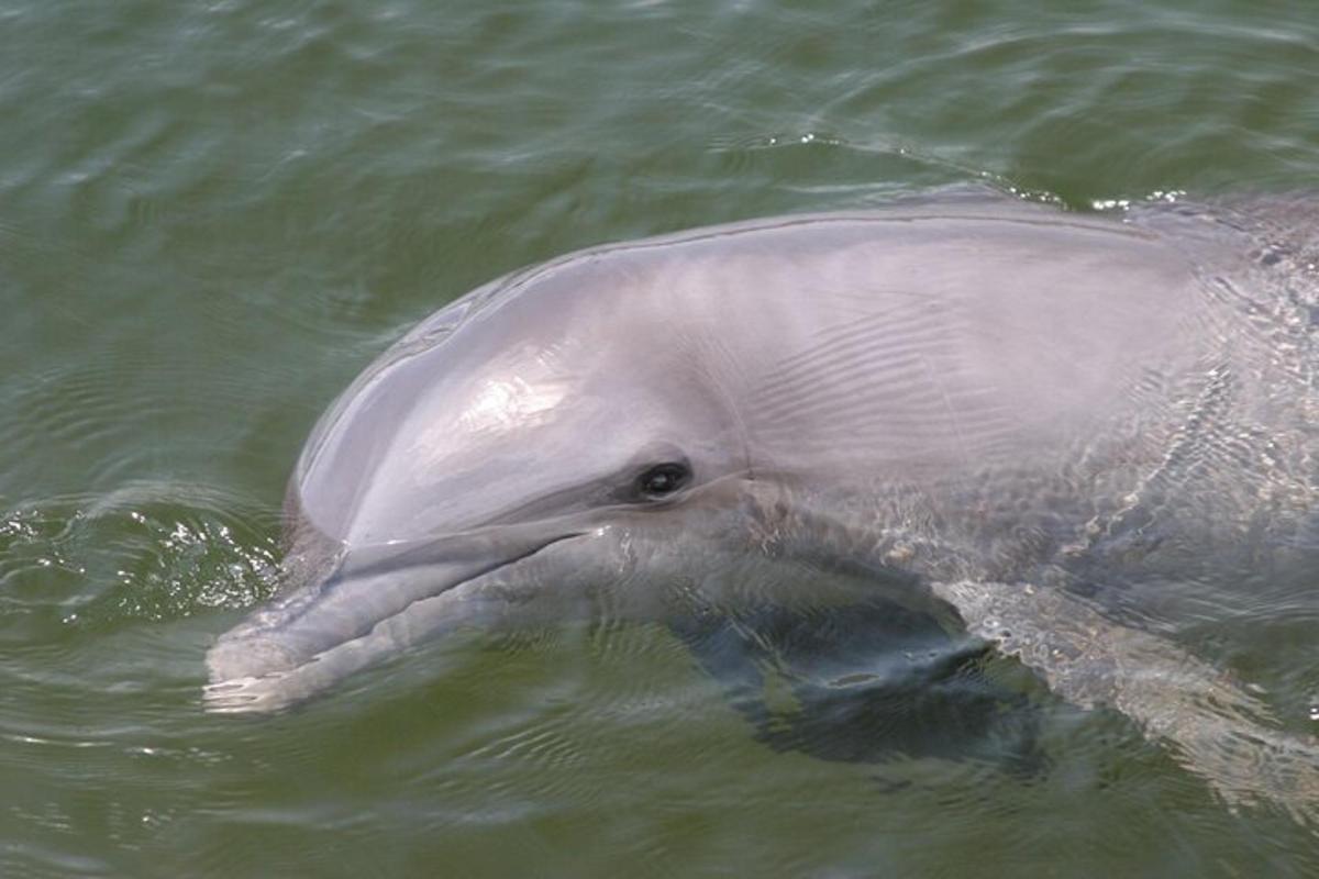 a white dolphin swimming in the water