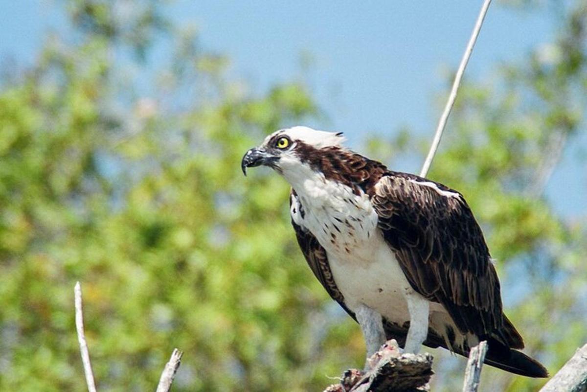 a bird sitting on top of a tree branch