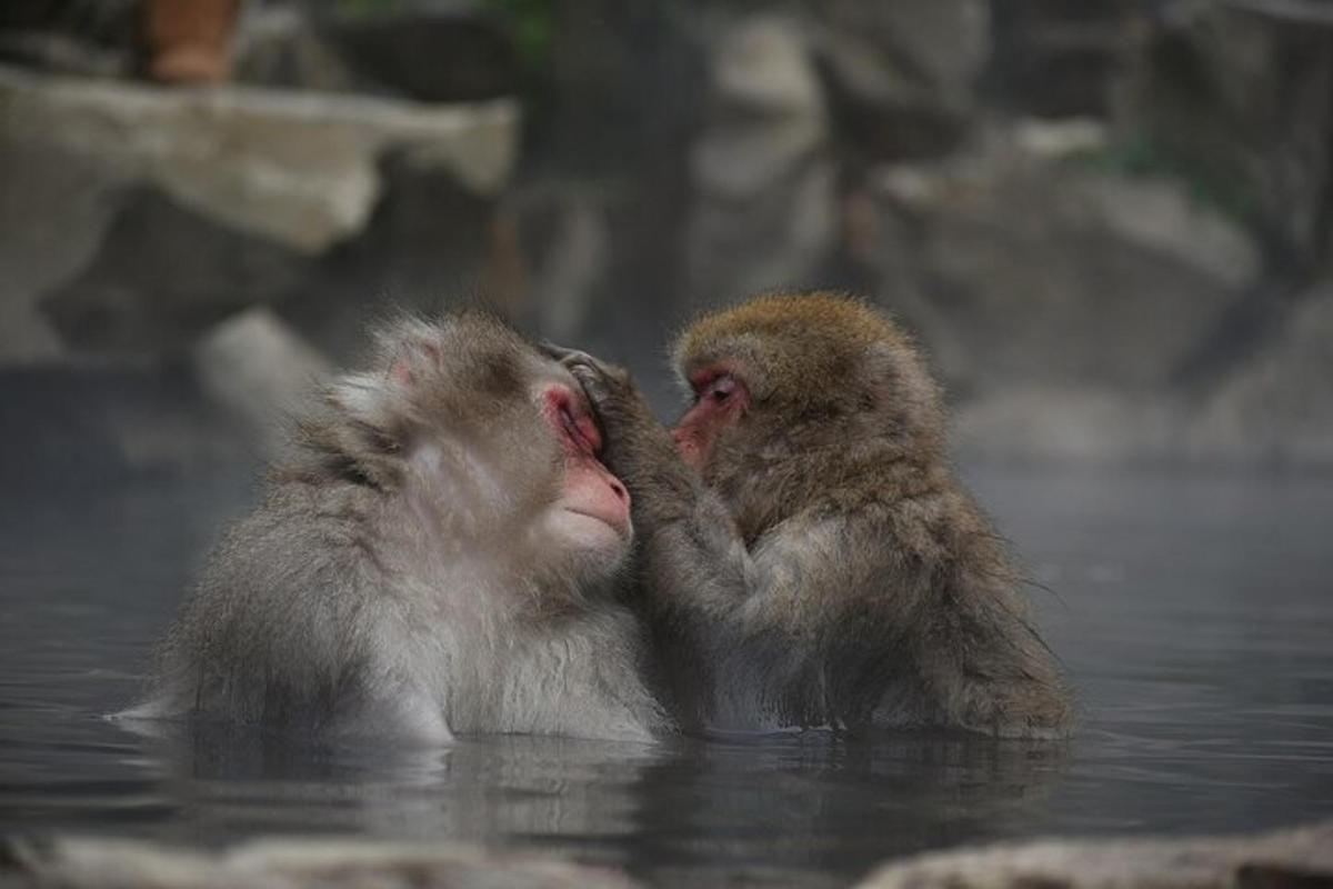 due scimmie stanno giocando insieme nell'acqua