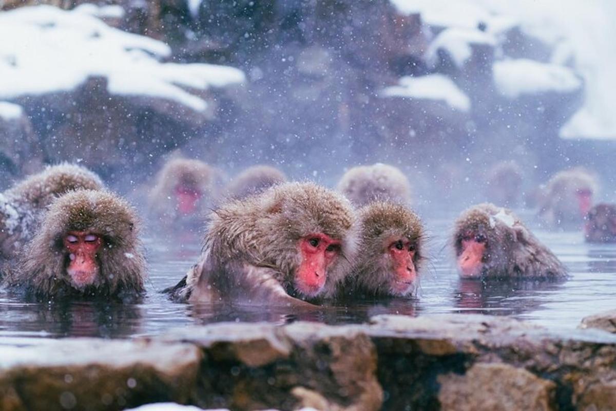 un gruppo di scimmie nell'acqua nella neve
