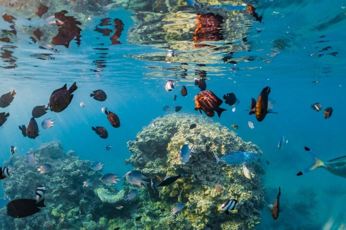 hópur fiska sem synda umhverfis kóralrif