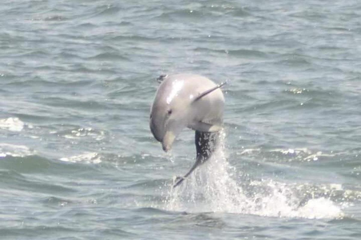 a white dolphin jumping out of the water