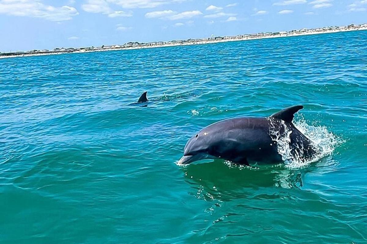 two dolphins swimming in the water in the ocean