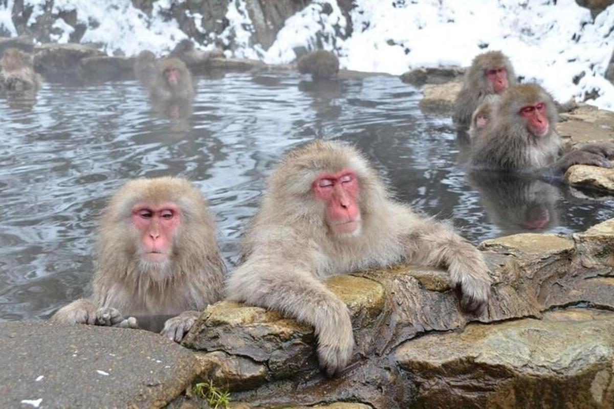 a group of monkeys sitting in a pool of water