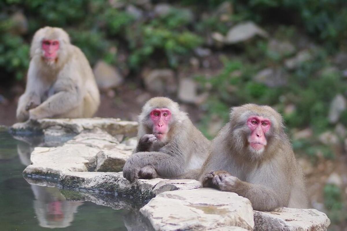 three monkeys sitting on rocks near a body of water