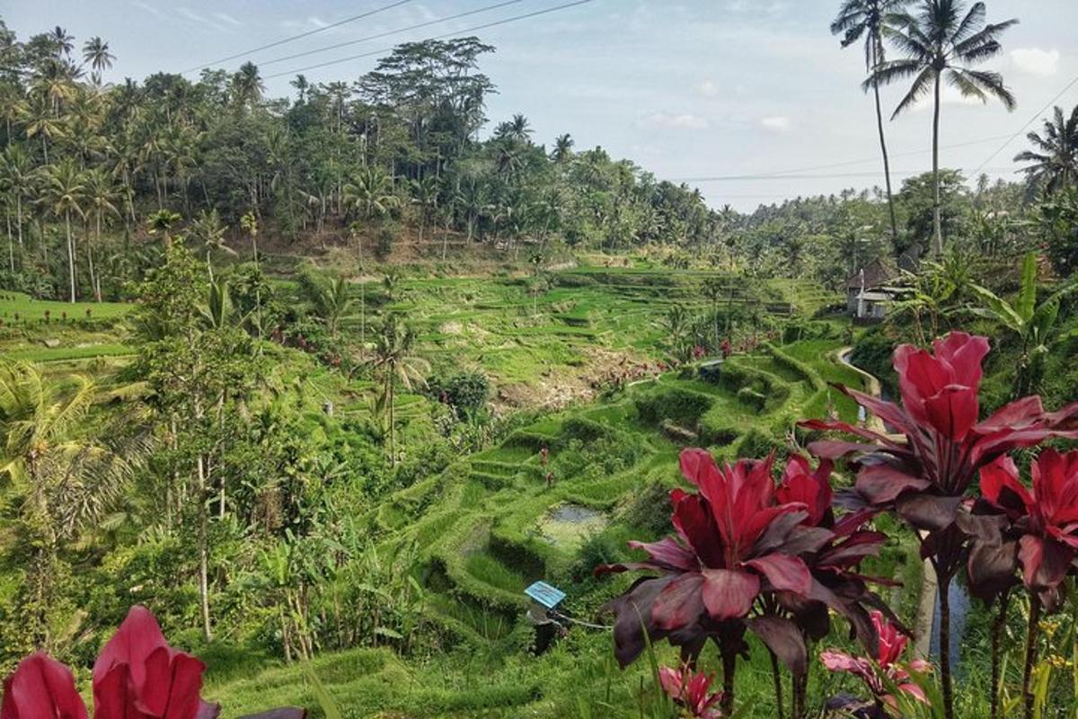 padang hijau subur dengan bunga merah di atas bukit