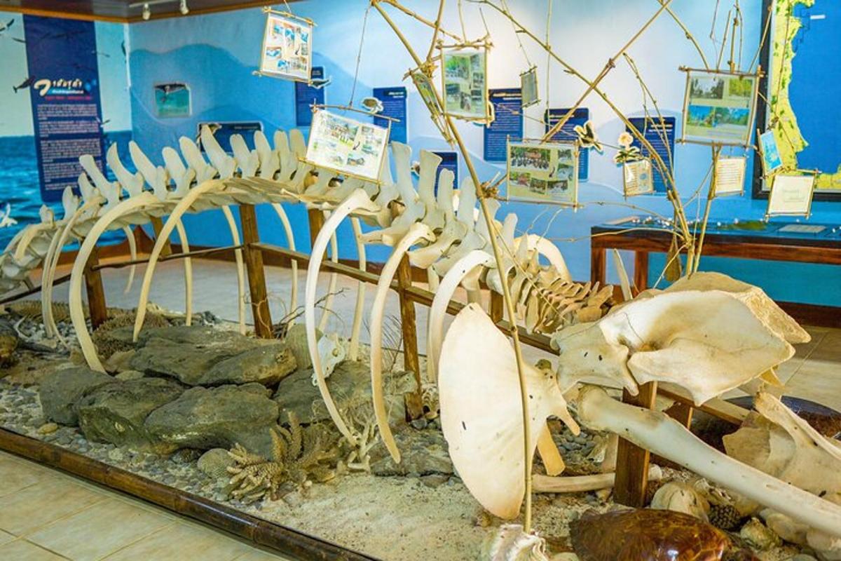 szkielet dinozaura w muzeum