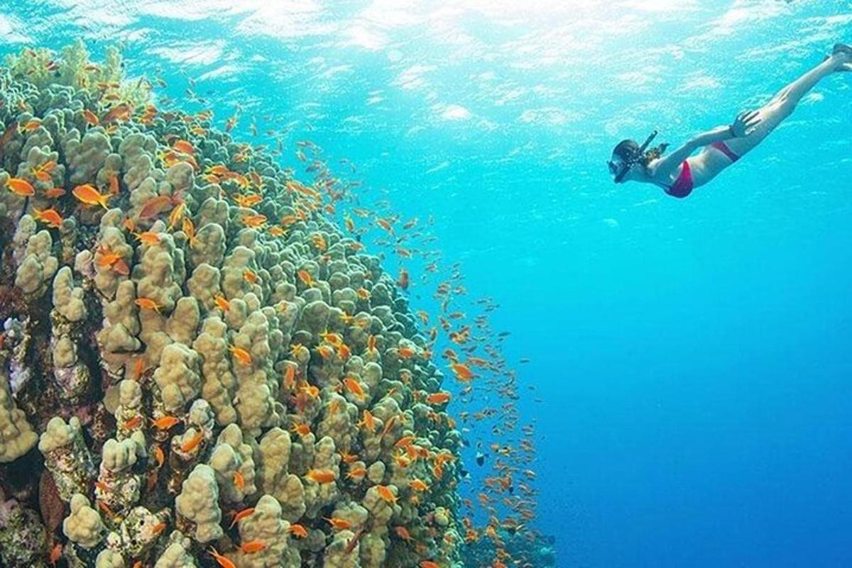 osoba plavající v oceánu poblíž korálového útesu