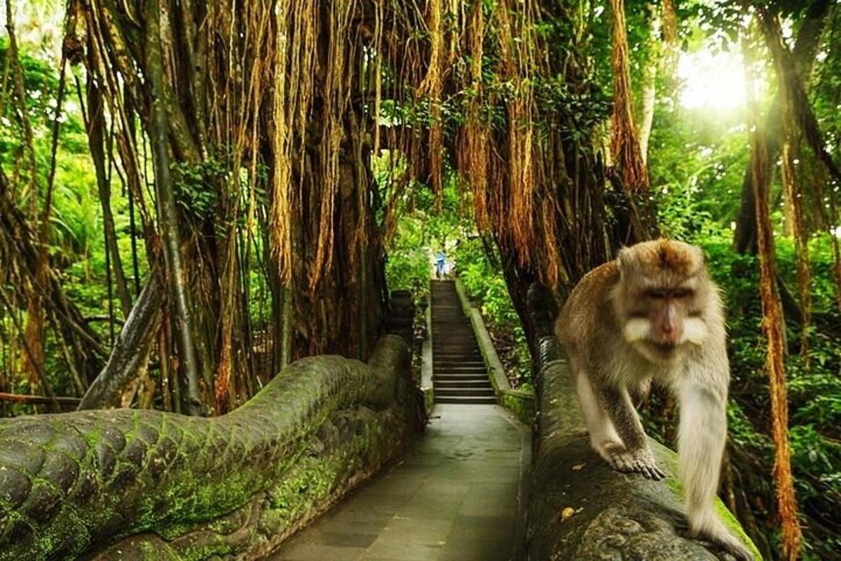 una scimmia che cammina su un tronco in una foresta