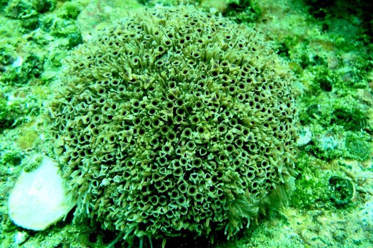 зелена биљка морске алге на дну океана