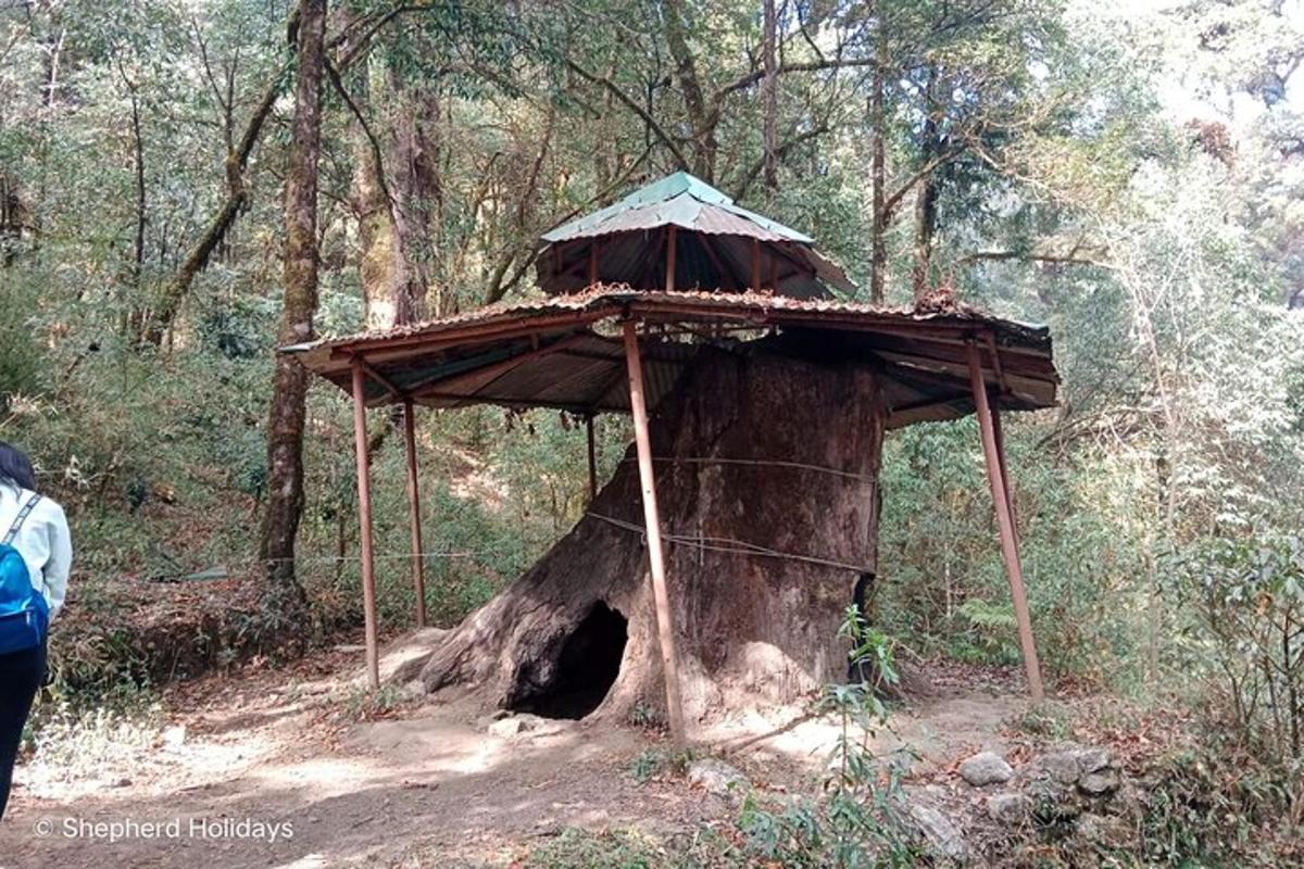 un ceppo d'albero con un ombrello sopra