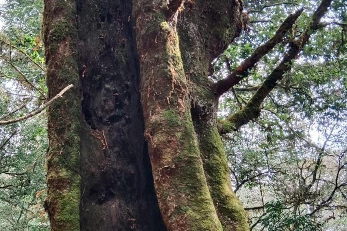 un arbre amb molsa que hi creix en un bosc