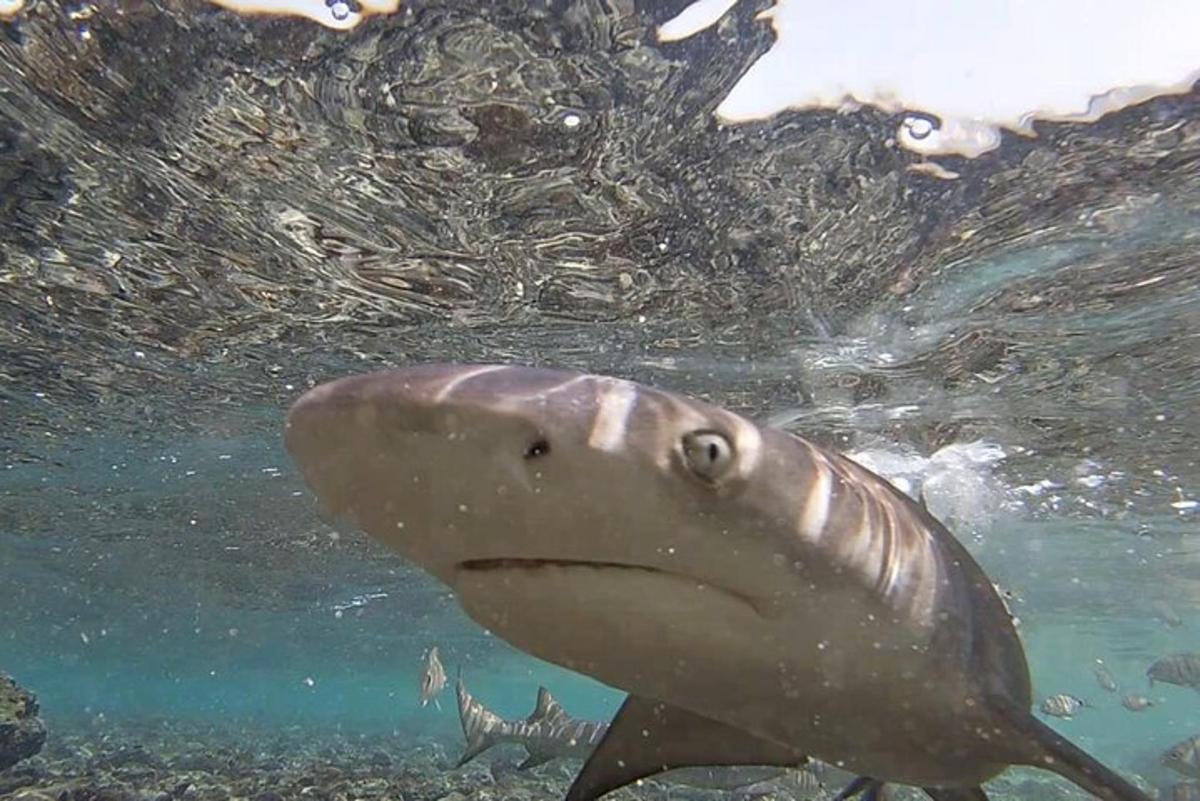 ein Walhai, der im Wasser schwimmt