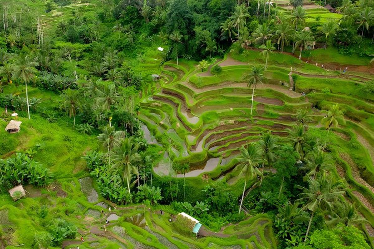isang aerial view ng isang patlang na may mga puno ng palma