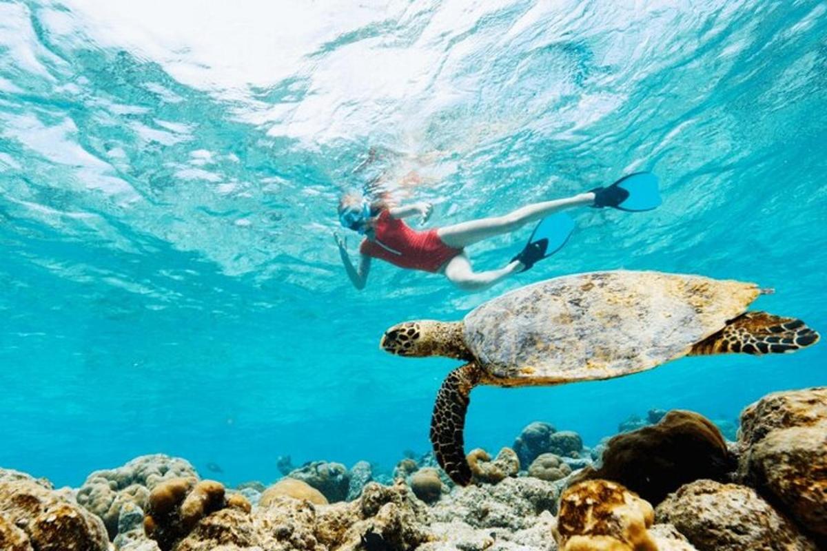 osoba plavající v oceánu vedle želvy