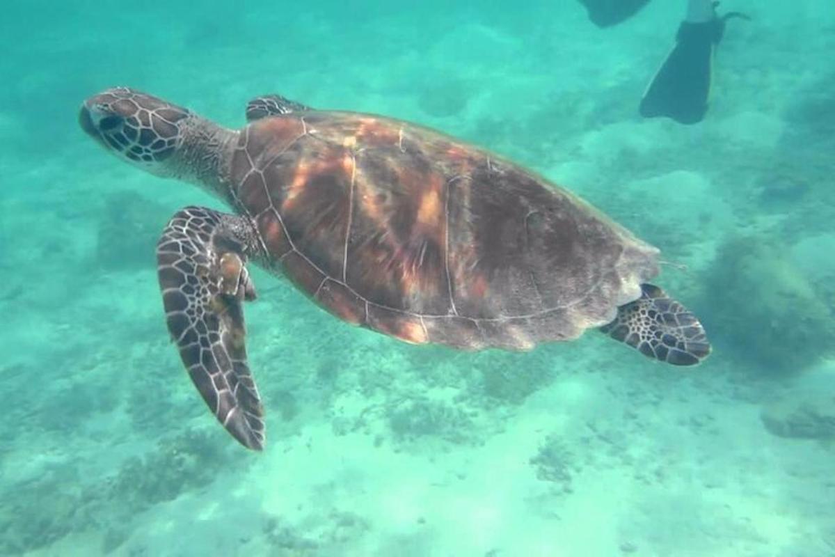 isang green sea turtle na lumalangoy sa tubig