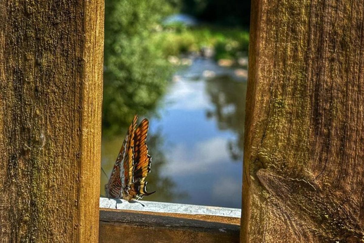drugelis tupi ant palangės
