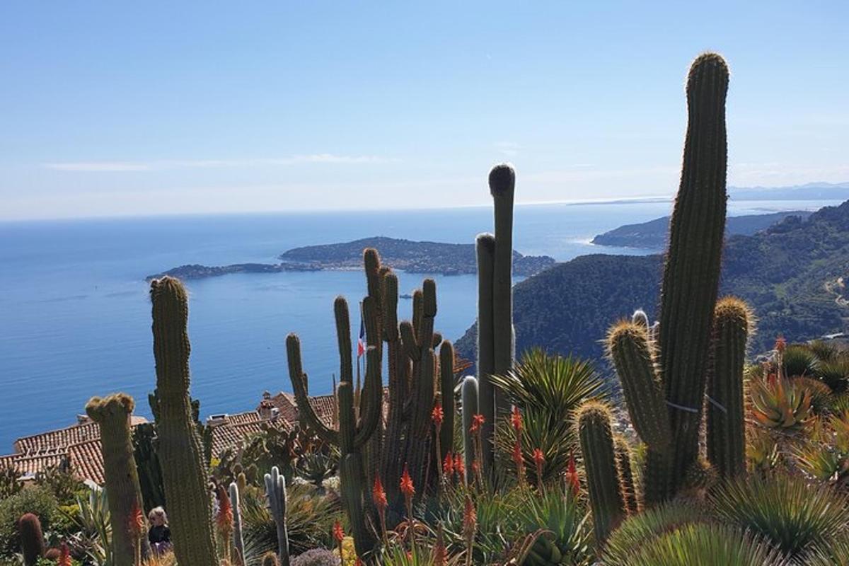 un grup de cactus en un turó al costat de l'oceà