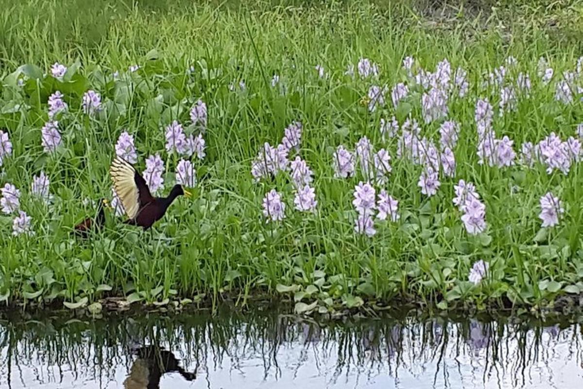 a bird is standing in a field of purple flowers