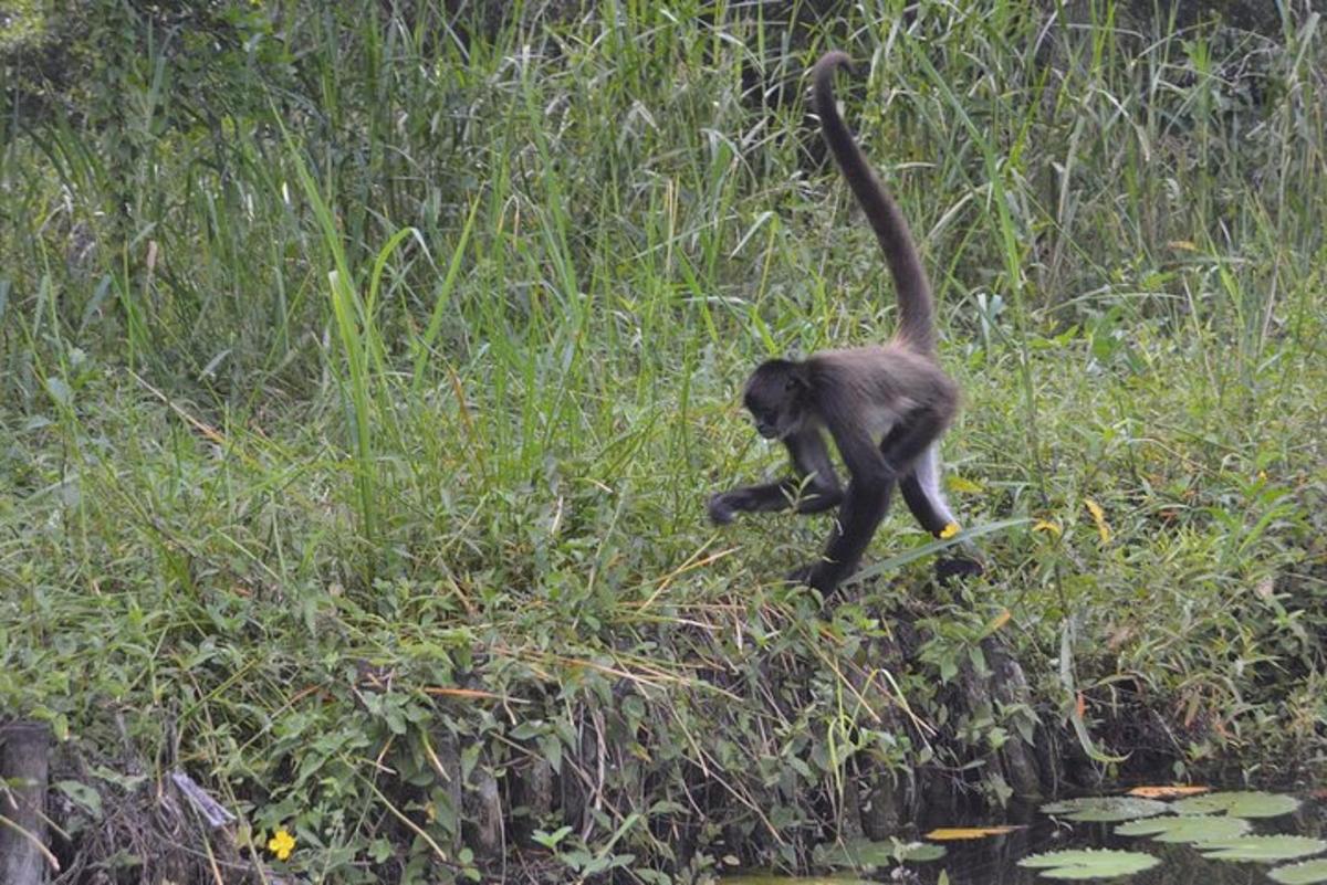 a monkey walking in the grass near a body of water