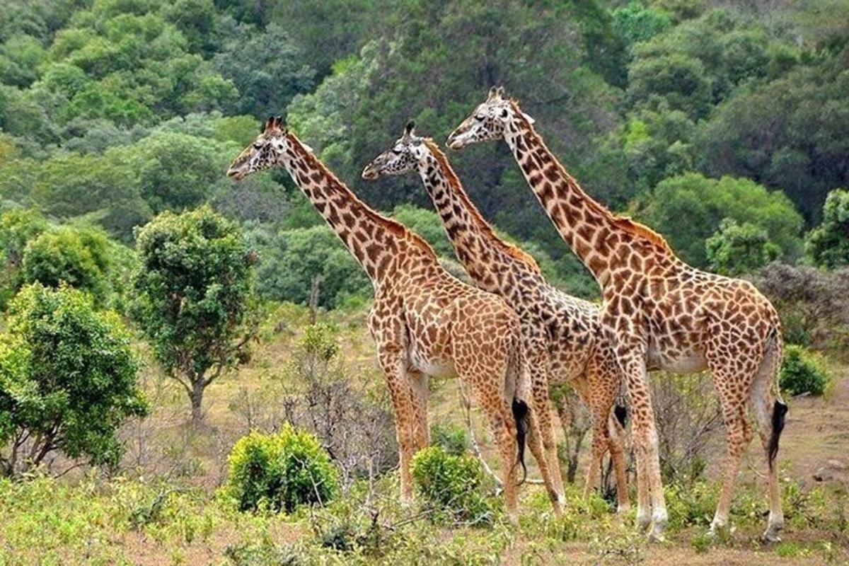 un gruppo di giraffe in piedi in un campo
