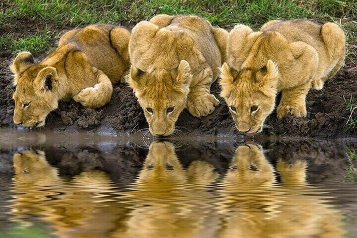 tre leoni che bevono acqua da una pozza d'acqua