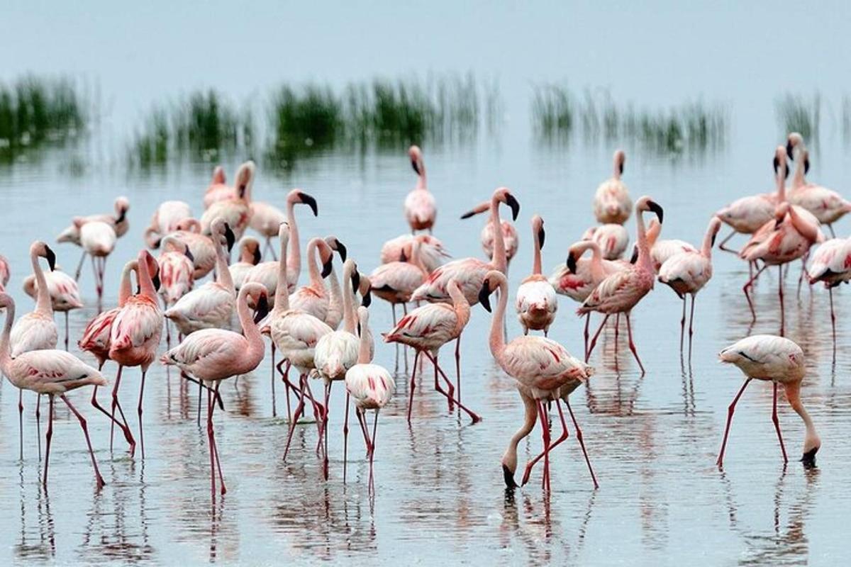 ein Schwarm rosa Flamingos steht im Wasser