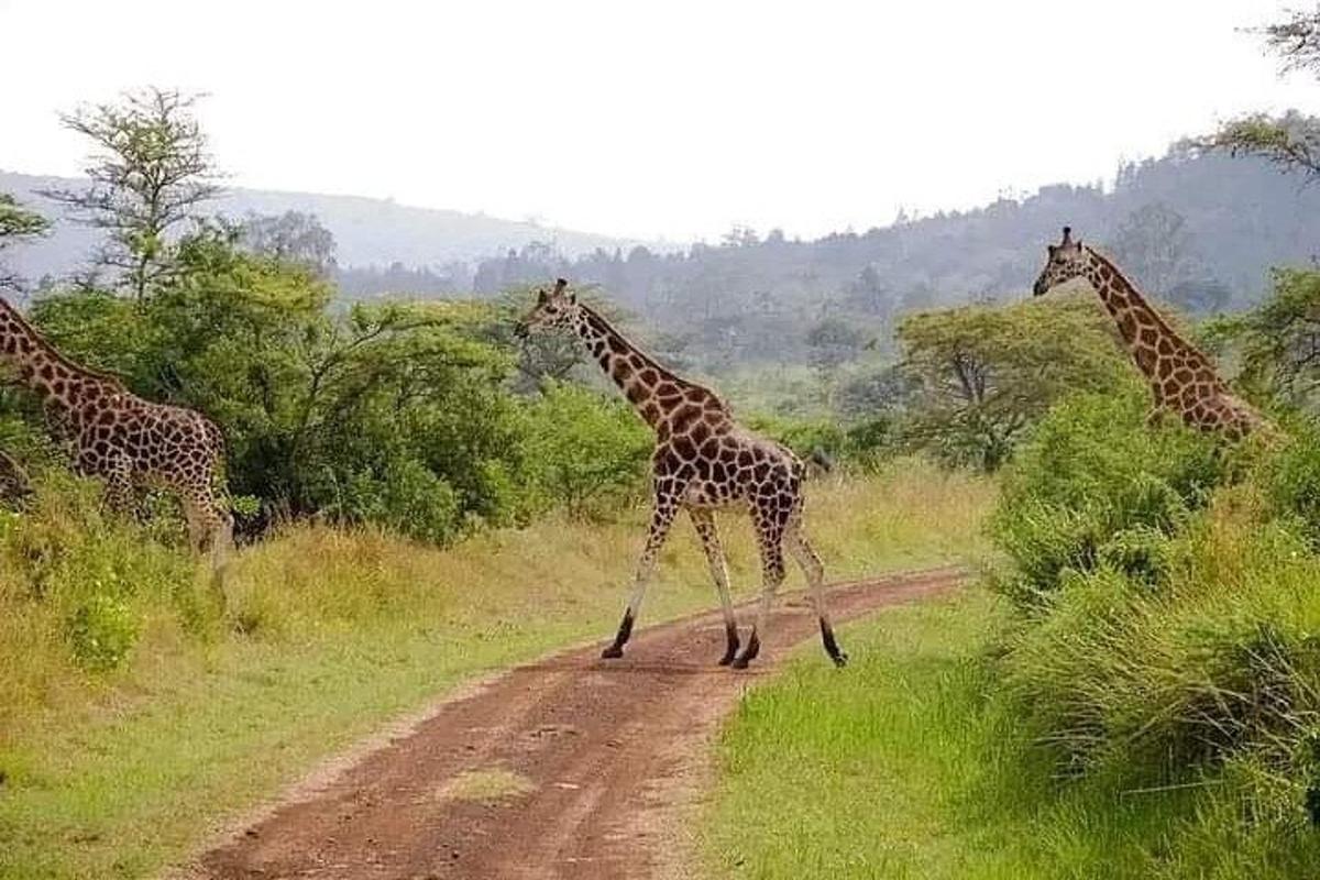eine Gruppe Giraffen überquert einen Feldweg
