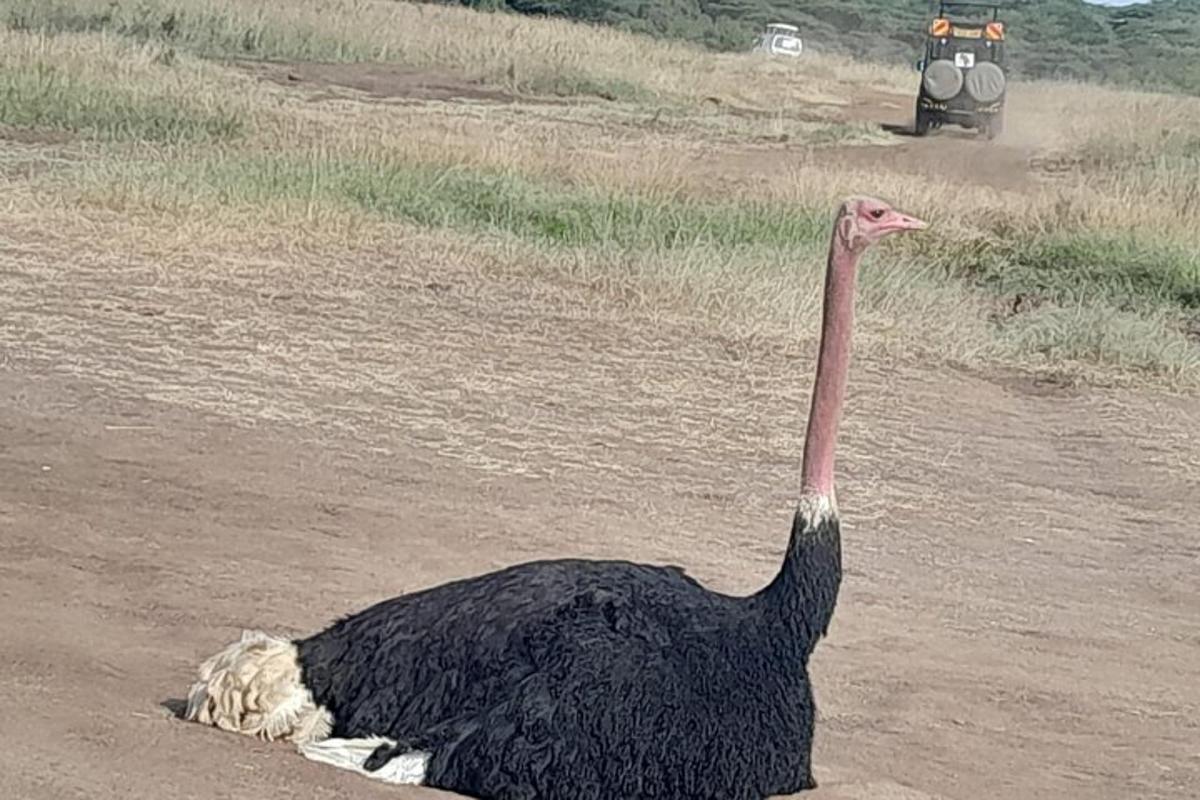 um avestruz parado no meio de um campo de terra