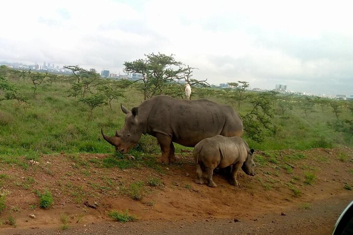 um rinoceronte e um bebê rinoceronte parados na beira de uma estrada