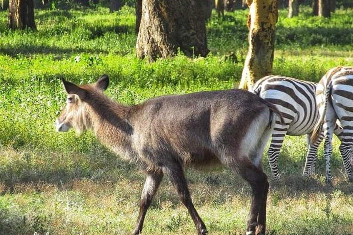 eesel, kes kõnnib põllul sebraga