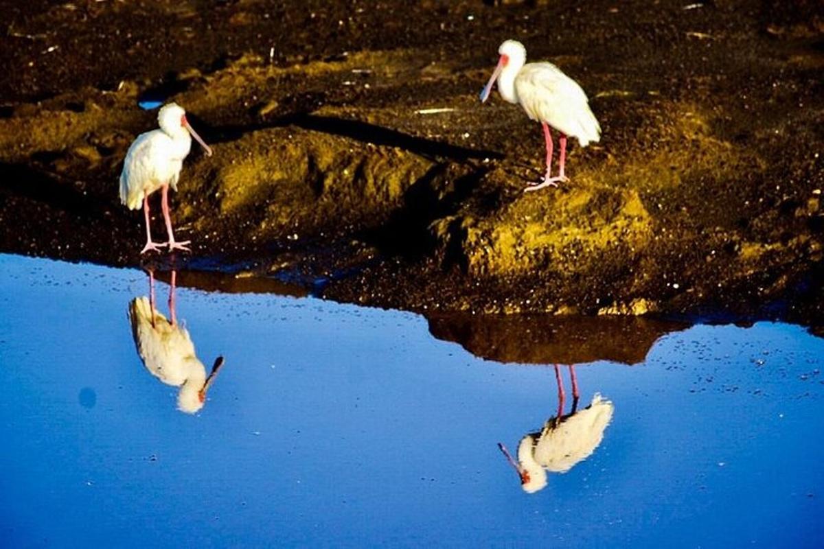 Dos pájaros blancos están parados en el agua.