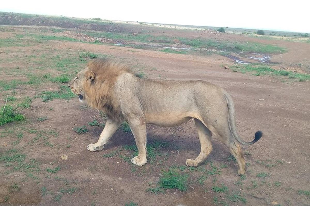 un leone in piedi in mezzo a un campo
