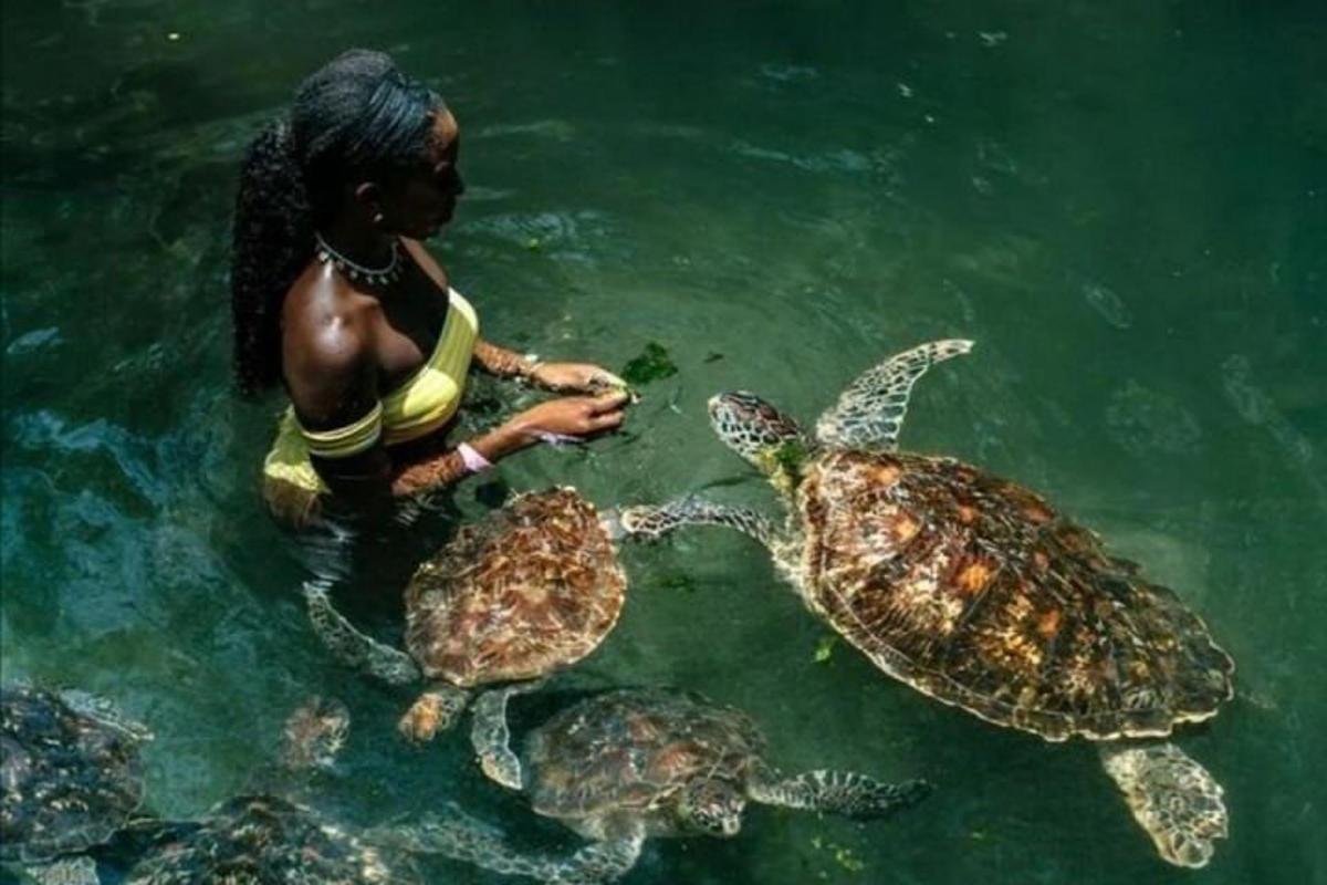 a woman feeding two turtles in the water