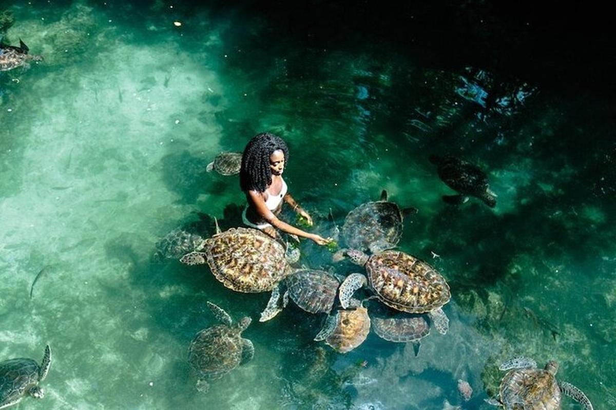 a woman feeding a group of turtles in the water