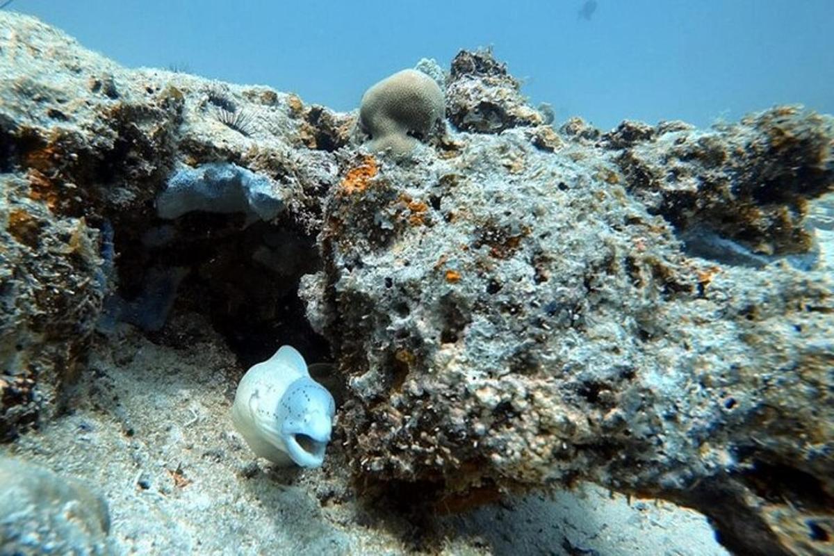a shell is sitting on the coral reef