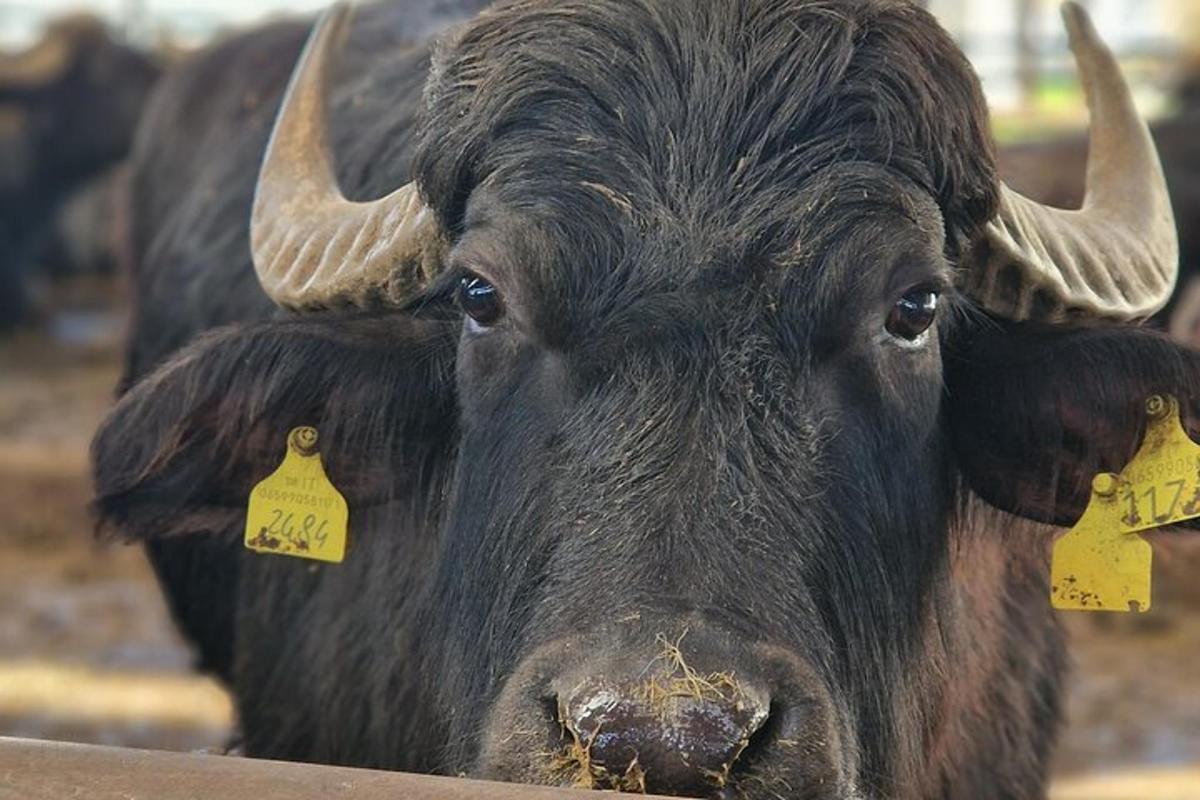 una mucca nera con etichette gialle nelle orecchie