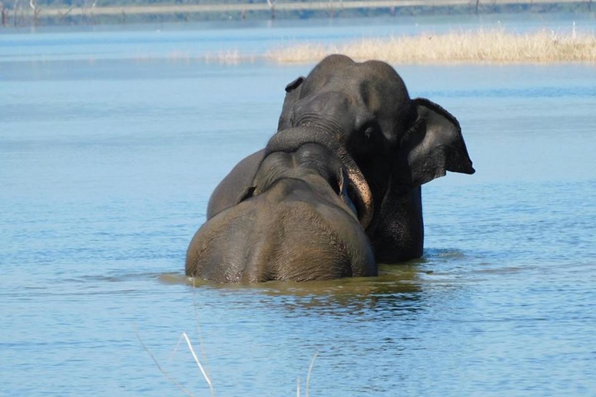 two elephants are standing in the water