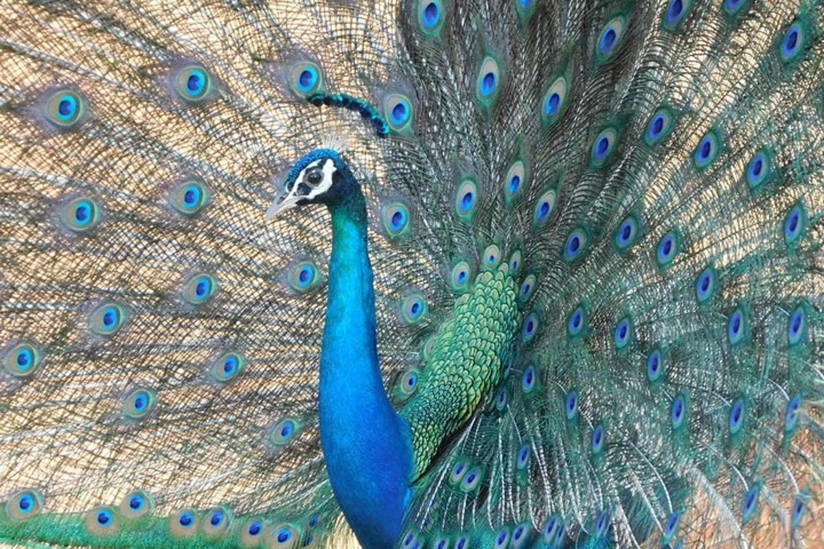 a peacock with its peacocks tail is open