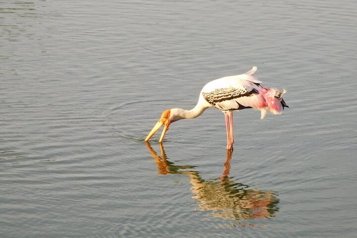 a bird standing in the water with a fish in its mouth