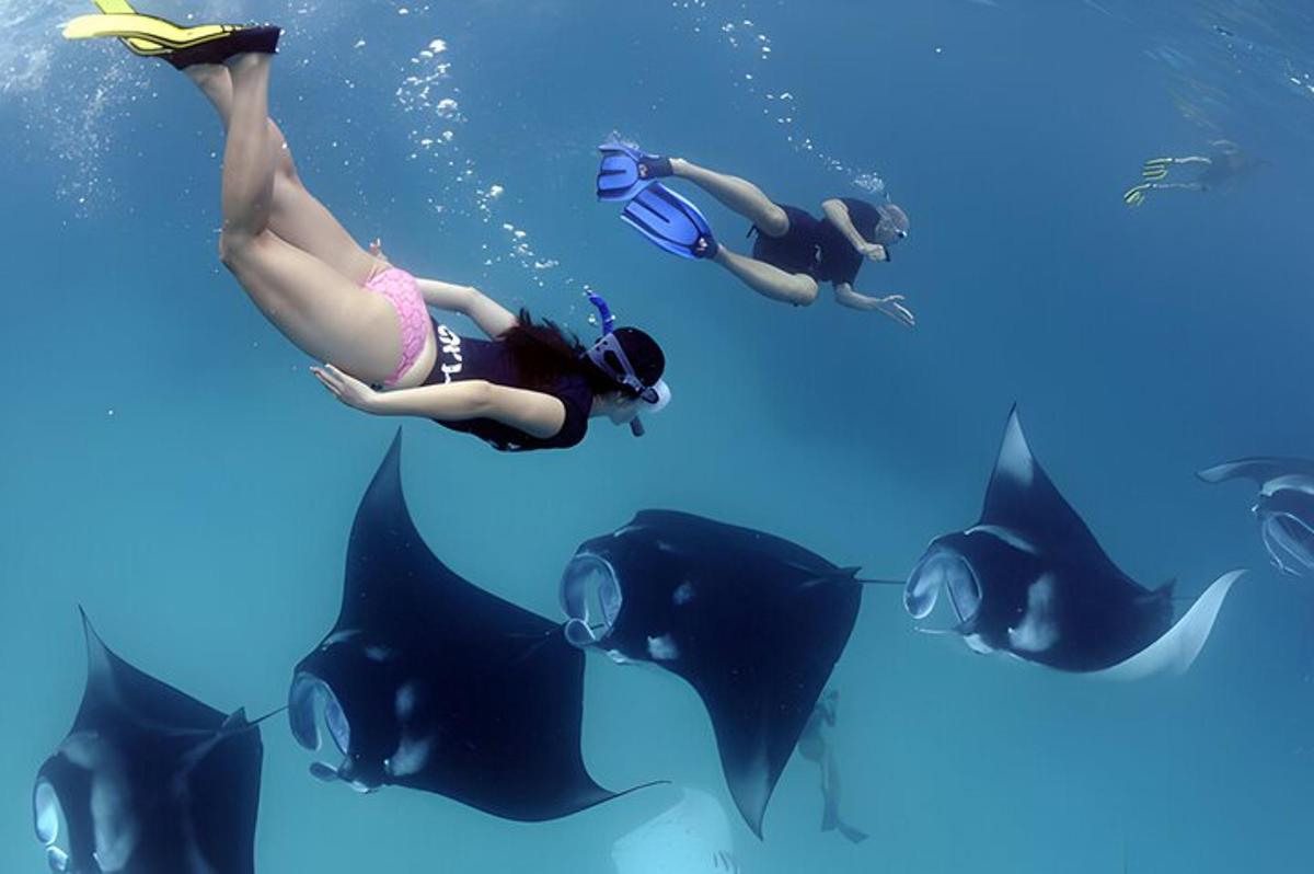 a group of people swimming in the water with stingrays
