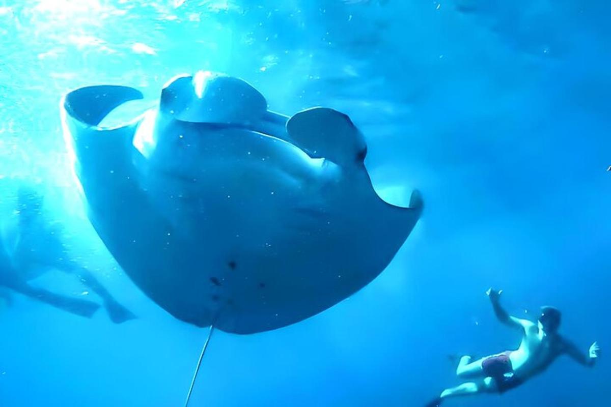 Un hombre nadando junto a un tiburón ballena en el agua.