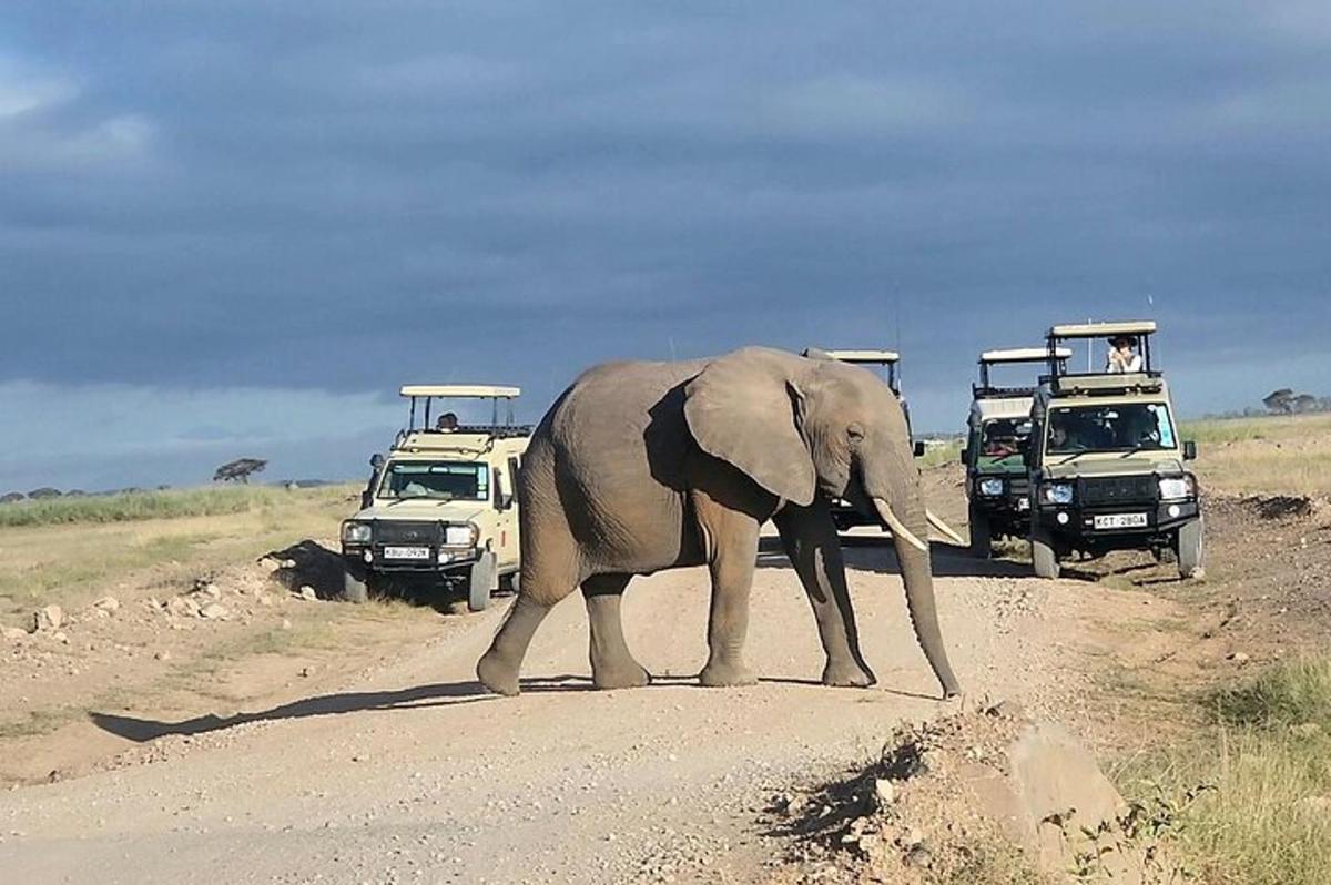 un elefant care traversează un drum de pământ cu vehicule