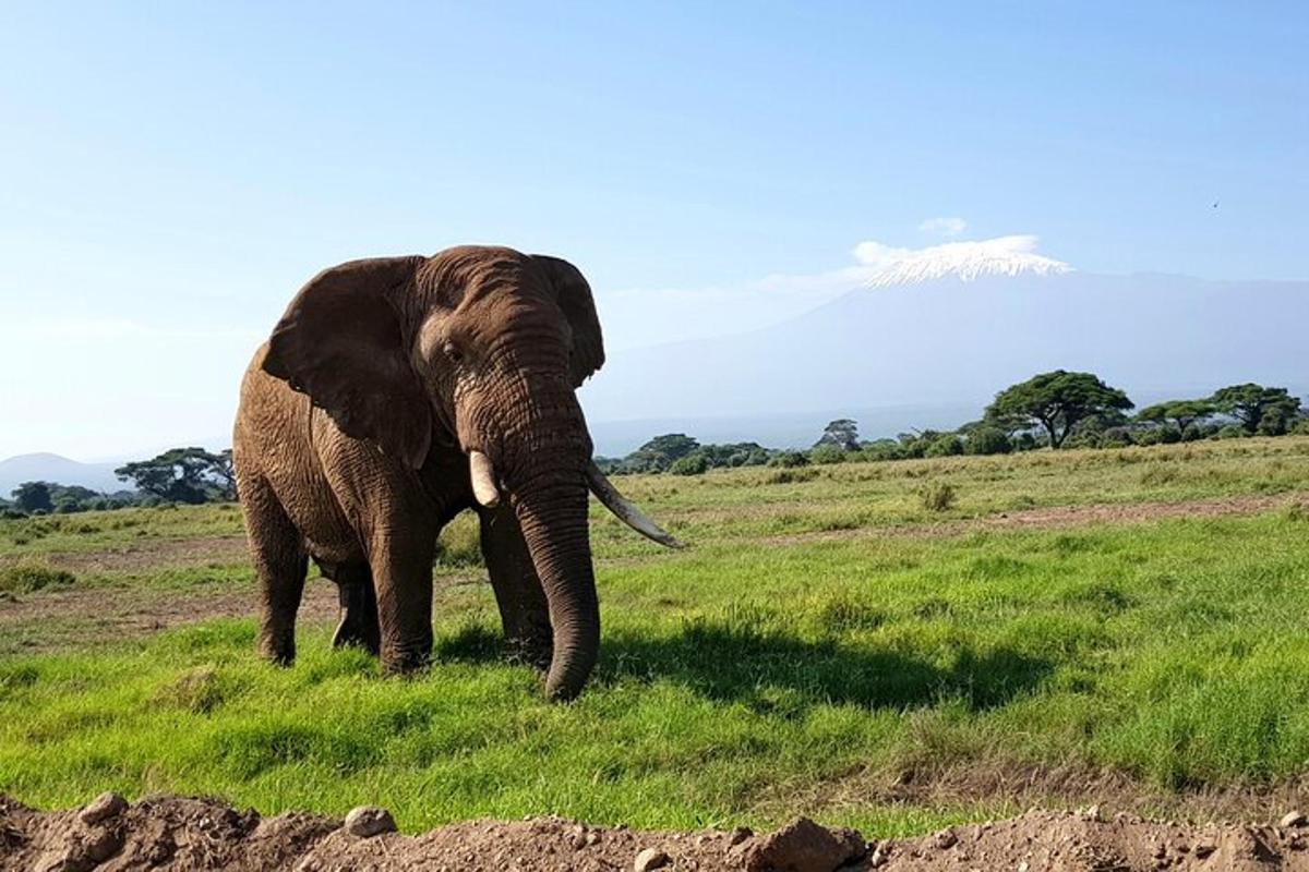 un elefant stând într-un câmp cu iarbă