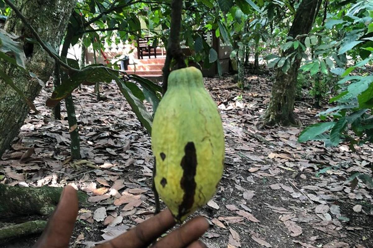 a person holding a green fruit with a face on it