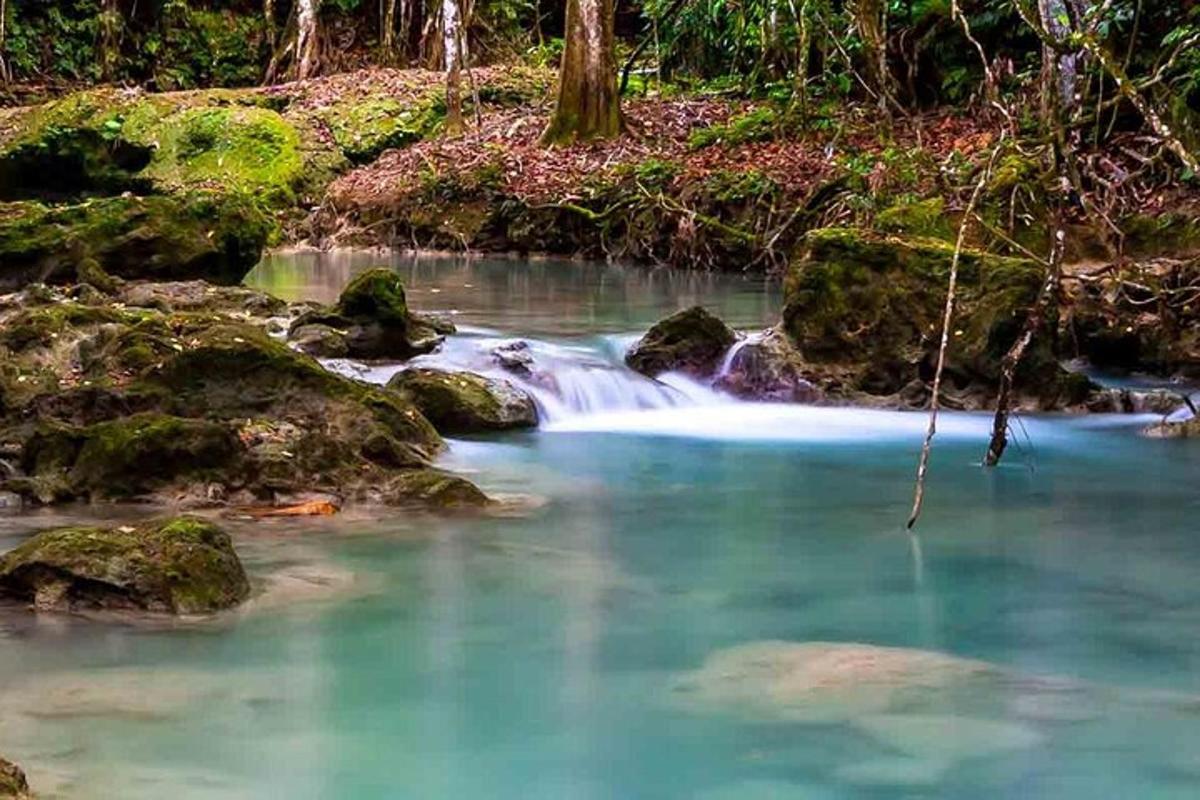 un rierol d'aigua amb roques en un bosc