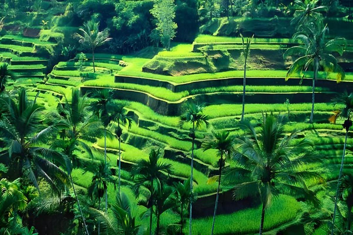 một cảnh quan của một cánh đồng xanh tươi với những cây cọ