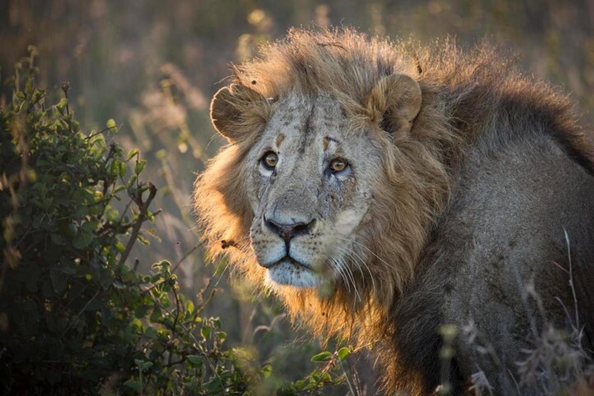 a lion standing next to a bush