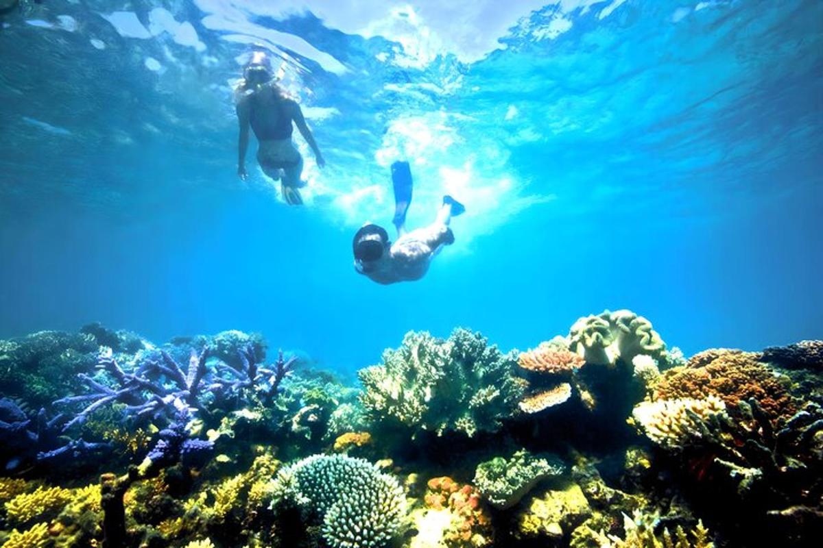 hai người đang bơi trong nước trên một rạn san hô